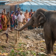 ichtv_20190407_ZDF_Lion-Circus_010_DSC_8418_2000