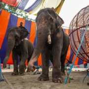 ichtv_20190407_ZDF_Lion-Circus_029_DSC_9106_2000