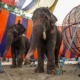 ichtv_20190407_ZDF_Lion-Circus_029_DSC_9106_2000
