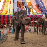 ichtv_20190407_ZDF_Lion-Circus_031_DSC_9183_2000