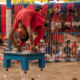 ichtv_20190407_ZDF_Lion-Circus_047_DSC01771_2000